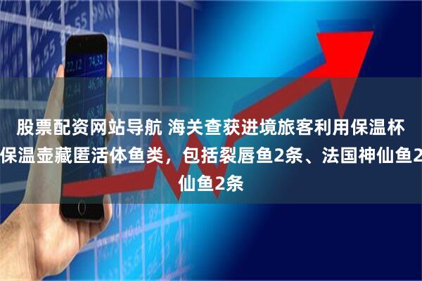 股票配资网站导航 海关查获进境旅客利用保温杯、保温壶藏匿活体鱼类，包括裂唇鱼2条、法国神仙鱼2条